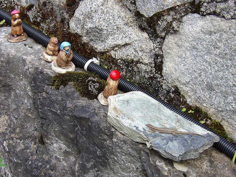 Le cable de la Fibre sur le mur du Clot de la Hount avec de petites marmottes et un lézard